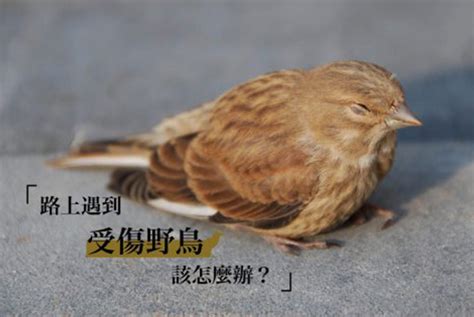 斑鳩死掉|路上遇到受傷野鳥該怎麼辦？專訪台北鳥會野鳥救傷中心